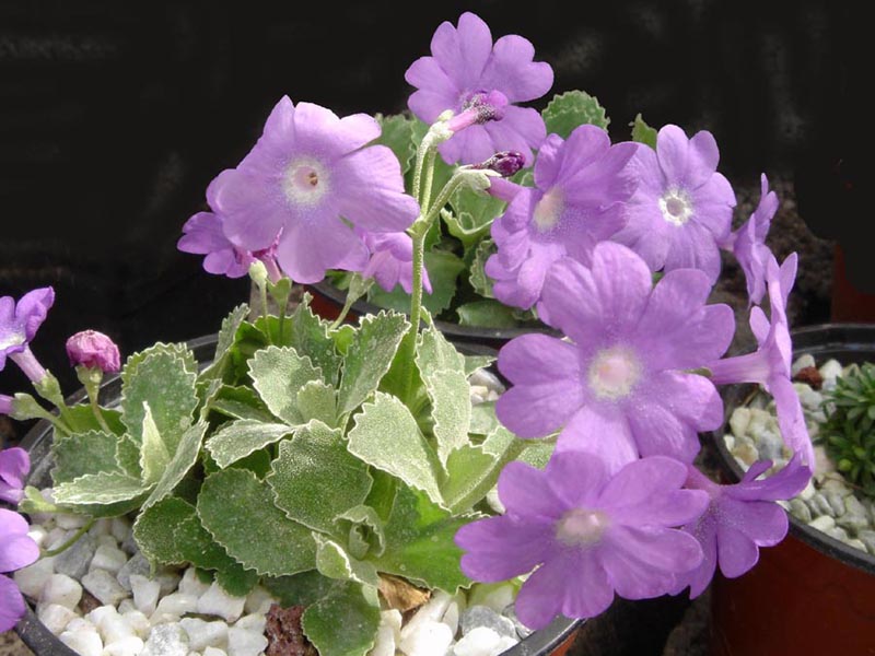 Primula marginata 'Napoleon' photo